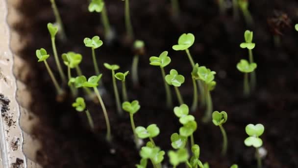 Microgreen Container Close Selective Focus Young Spring Crop Arugula Gardening — Stock Video