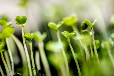 Konteynırın içinde mikroyeşil. Seçici odaklanma. Genç bahar roka mahsulü. Düzgün beslenme için kullanışlı sebzeler, elle yetiştirilmiş. Vejetaryenlik ve organik ürünler.