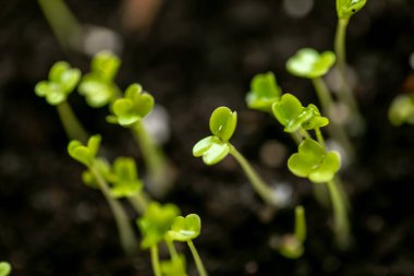 Konteynırın içinde mikroyeşil. Seçici odaklanma. Genç bahar roka mahsulü. Düzgün beslenme için kullanışlı sebzeler, elle yetiştirilmiş. Vejetaryenlik ve organik ürünler.