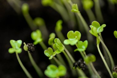 Konteynırın içinde mikroyeşil. Seçici odaklanma. Genç bahar roka mahsulü. Düzgün beslenme için kullanışlı sebzeler, elle yetiştirilmiş. Vejetaryenlik ve organik ürünler.