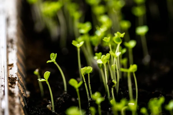 Microgreen Recipiente Close Foco Seletivo Colheita Primavera Jovem Arugula Verduras — Fotografia de Stock