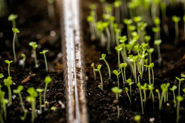 Microgreen Recipiente Close Foco Seletivo Colheita Primavera Jovem Arugula Verduras — Fotografia de Stock