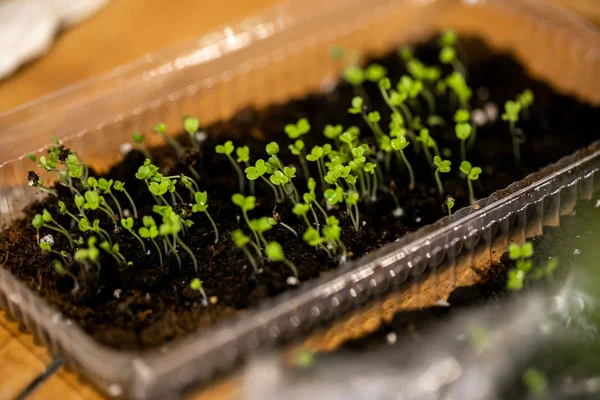 Microgreen Recipiente Close Foco Seletivo Colheita Primavera Jovem Arugula Verduras — Fotografia de Stock