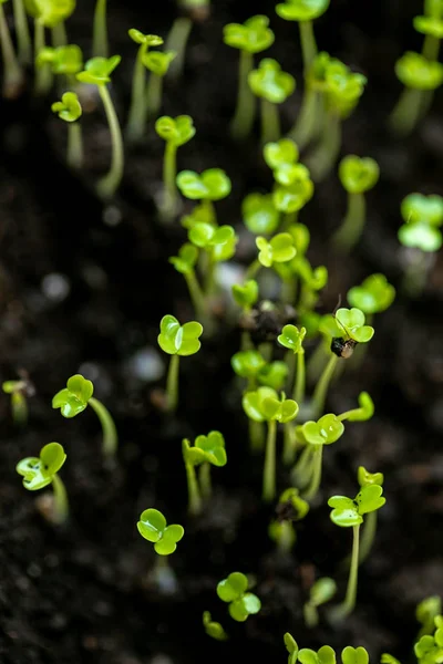 Microgreen Recipiente Close Foco Seletivo Colheita Primavera Jovem Arugula Verduras — Fotografia de Stock