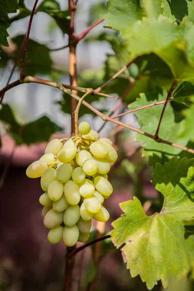 A branch of ripe white grapes hanging on a vine — Stock Photo, Image