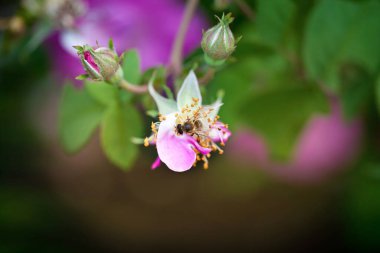 Bir arı bir gül goncasının üzerinde bir çalıya karşı oturur. Yakın plan. Makro çekim