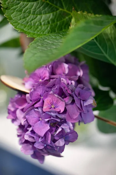 Purple Hydrangea Close Purple Flowers — Stock Photo, Image