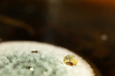 Yiyeceğin üzerindeki mantar bakteri ve mikrop içeriyor. Mantarları çürük yiyeceklere dönüştürüyor..