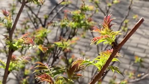 Ontwaken Lente Een Tak Met Gezwollen Nieren Close — Stockvideo