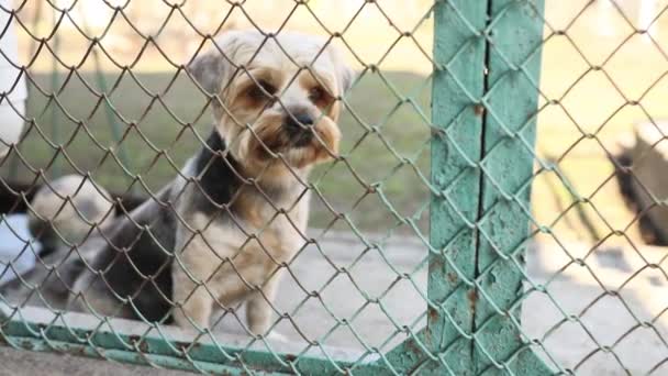 Samotny Pies Rasy Yorkshire Terrier Siedzi Żelazną Siatką Pies Żelaznym — Wideo stockowe