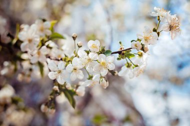Güneşli güzel bir elma dalı. Bahar zamanı çiçek açan elma ağacı..