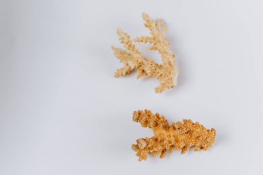 Beyaz zemin üzerinde izole edilmiş mercan dalları beyaz zemin üzerinde kuru beyaz mercanlar. Kızıl Deniz