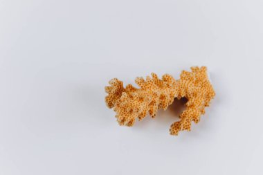 Beyaz zemin üzerinde izole edilmiş mercan dalları beyaz zemin üzerinde kuru beyaz mercanlar. Kızıl Deniz