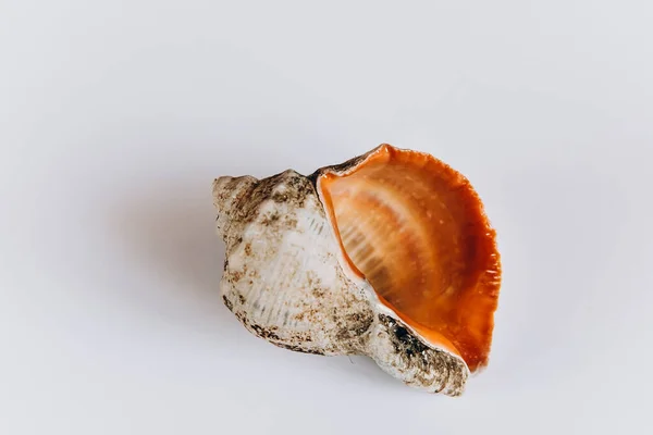 Sea Shell Isolated White Background Ocean Macro Marine Life Sea — Stock Photo, Image