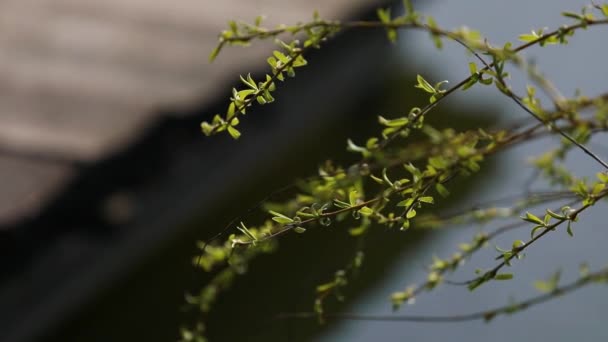 Wilgentakken met jonge bladeren die boven water hangen. — Stockvideo