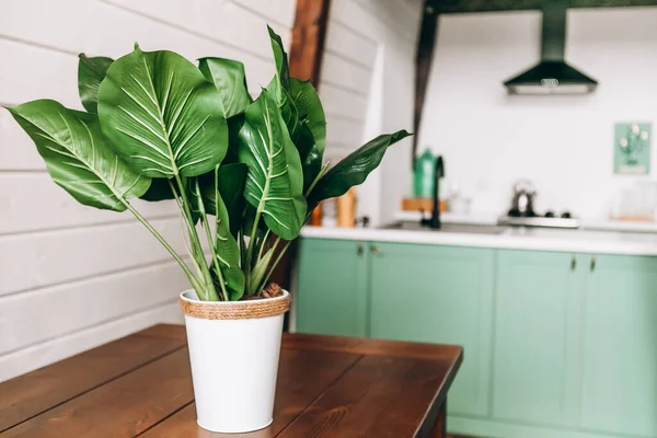 Modernes Küchendesign Mintfarbe Vordergrund Eine Große Heimische Pflanze — Stockfoto
