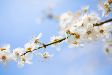 Mavi Gökyüzü Arkaplanlı. İlkbaharda açan kiraz ağacının beyaz çiçekleri görüntüyü kapatır. Taze, arka plan.