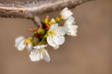 Bahar kiraz çiçekleri kapanıyor, beyaz çiçek. İlkbaharda açan kiraz ağacının beyaz çiçekleri görüntüyü kapatır. Taze, arka plan.