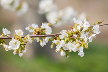 İlkbaharda çiçek açan elma ağacının beyaz çiçekleri görüntüyü kapatır. Bahçe, temiz.