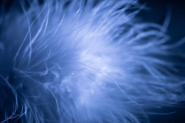 Mavi arka planda narin beyaz bir kuğu tüyü. Bulanık odak. Seçici odaklanma. odağını kaldır.