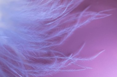 Mor ve pembe arka planda yumuşak bir kuğu tüyü. Bulanık odak. Seçici odaklanma. Odaklan. Yumuşaklığın güzel dokusu