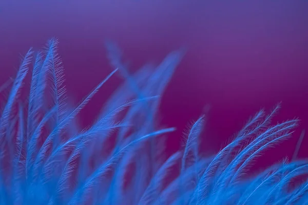 Delicate bulu angsa pada latar belakang ungu Dalam warna biru cahaya. Fokus yang kabur. Fokus selektif. defocus. — Stok Foto