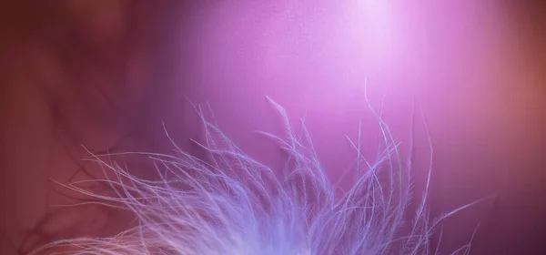 Angsa lembut bulu pada latar belakang ungu dan merah muda. Fokus yang kabur. Fokus selektif. fokus. Tekstur yang indah dari bulu — Stok Foto