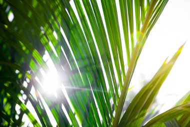 Mavi arka planda palmiye ağacı güzel kumlu plaj. Tatiller, kum.