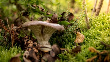 sonbaharda ormanda mantar