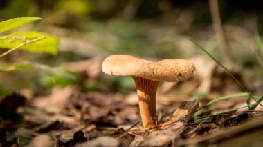 sonbaharda ormanda mantar