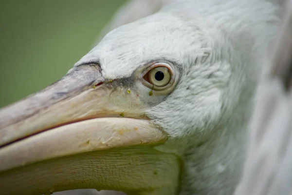 Närbild på pelican öga — Stockfoto