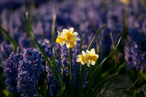 Pretty field of hyacinths in full bloom — Stock Photo, Image