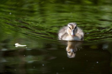 Bebek ducklings yansıması ile