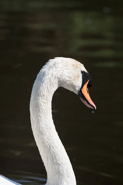 Swan yakın çekim — Stok fotoğraf