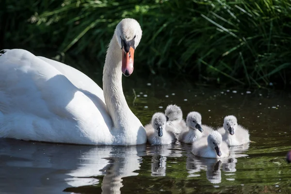 Swanlings o Cygnets en agua —  Fotos de Stock