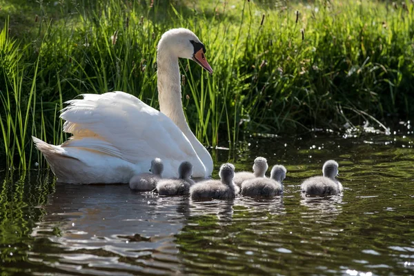 Swanlings o Cygnets en agua —  Fotos de Stock