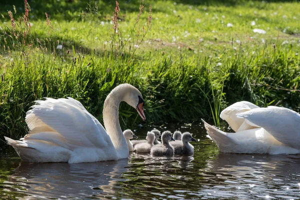 Swanlings veya su cygnets — Stok fotoğraf