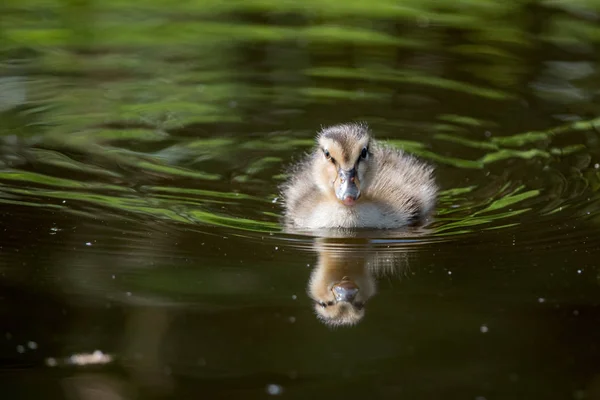 Patitos bebé con reflejo —  Fotos de Stock