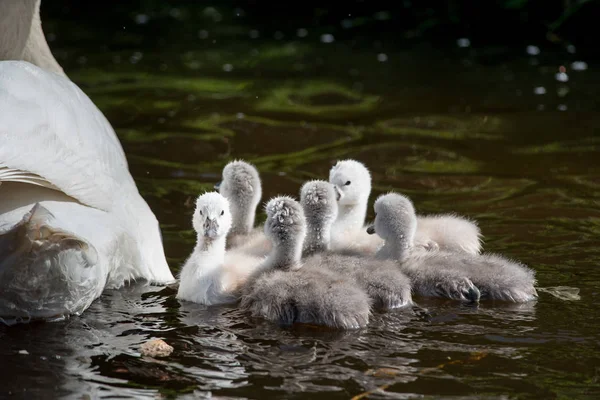 Swanlings veya su cygnets — Stok fotoğraf