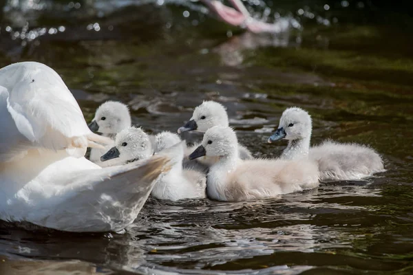 Swanlings veya su cygnets — Stok fotoğraf