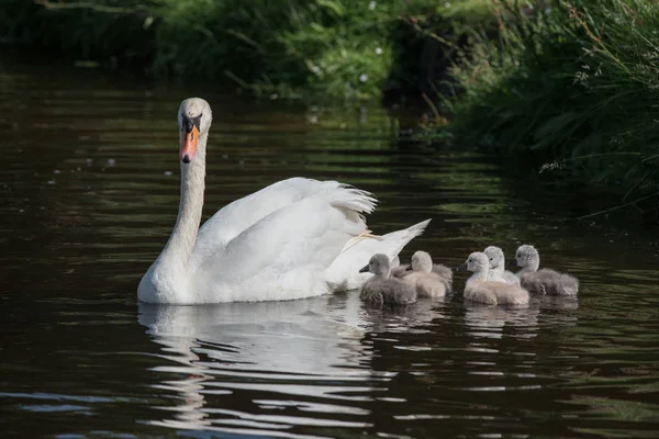 Schwäne oder Cygnets im Wasser — Stockfoto