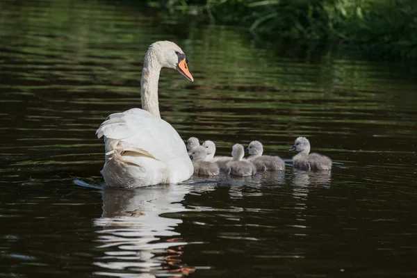 Swanlings veya su cygnets — Stok fotoğraf