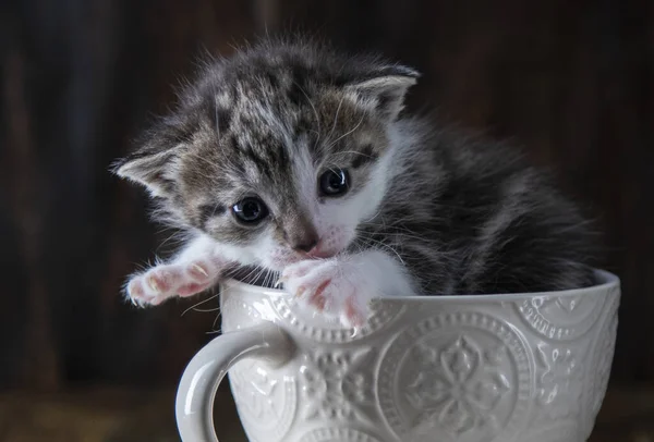 Malé Koťátko Šálku Čaje — Stock fotografie