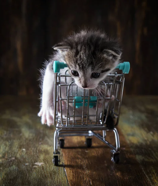 Little kitten in a food cart