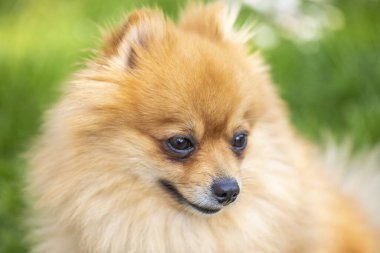 Yeşil bulanık arkaplanda Kırmızı Pomeranya Dili