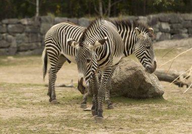 Zebralar hayvanat bahçesinde