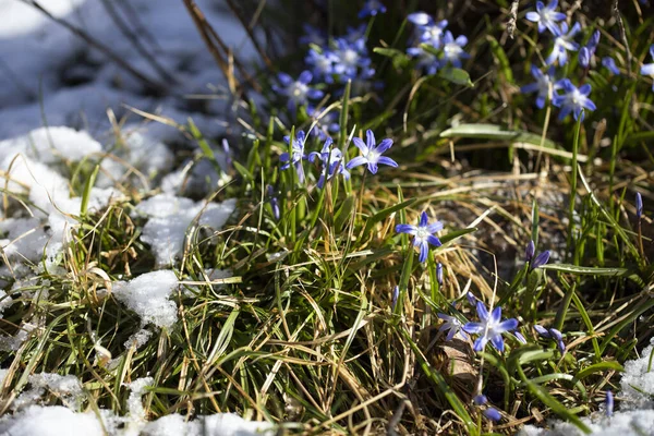 Svédország Scylla Virágok Hóban Kora Reggel — Stock Fotó