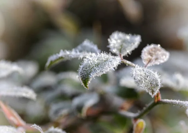 Rime Groene Bladeren Close — Stockfoto