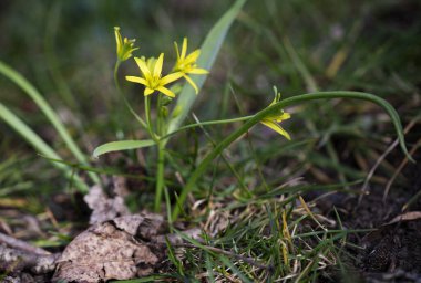 Bulanık arkaplanda Gagea çiçeği