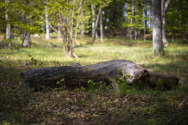 Suchy Kufer Starego Drzewa Parku — Zdjęcie stockowe